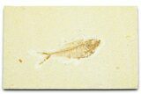 Bargain, Fossil Fish (Diplomystus) - Wyoming #372318-1
